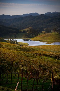 Adelaida Springs Ranch Esttate Vineyard